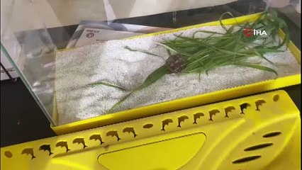 İmam çift başlı kaplumbağa buldu