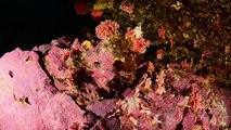 Un corail rouge observé pour la première fois dans des eaux de Patagonie chilienne