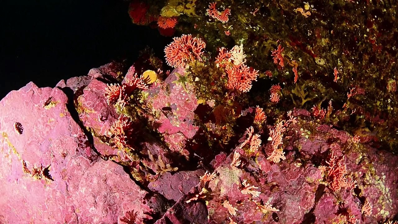 Un corail rouge observé pour la première fois dans des eaux de Patagonie chilienne