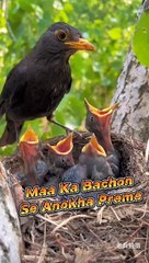 चिड़िया_की_मस्त_कहानी_EP.01_Chidiya_Ki_Mast_Story_#viral_#birds_#shorts