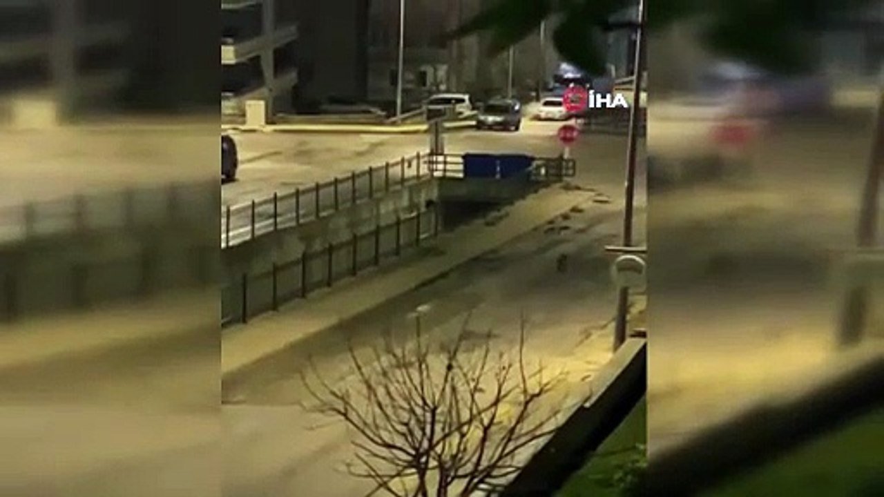 Amasya’da kurtlar şehir merkezine indi   