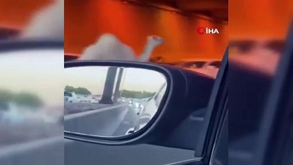 Otoyola giren deve trafiği birbirine kattı