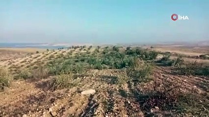 Vicdansızlar zeytin ağaçlarını kesip kaçtı