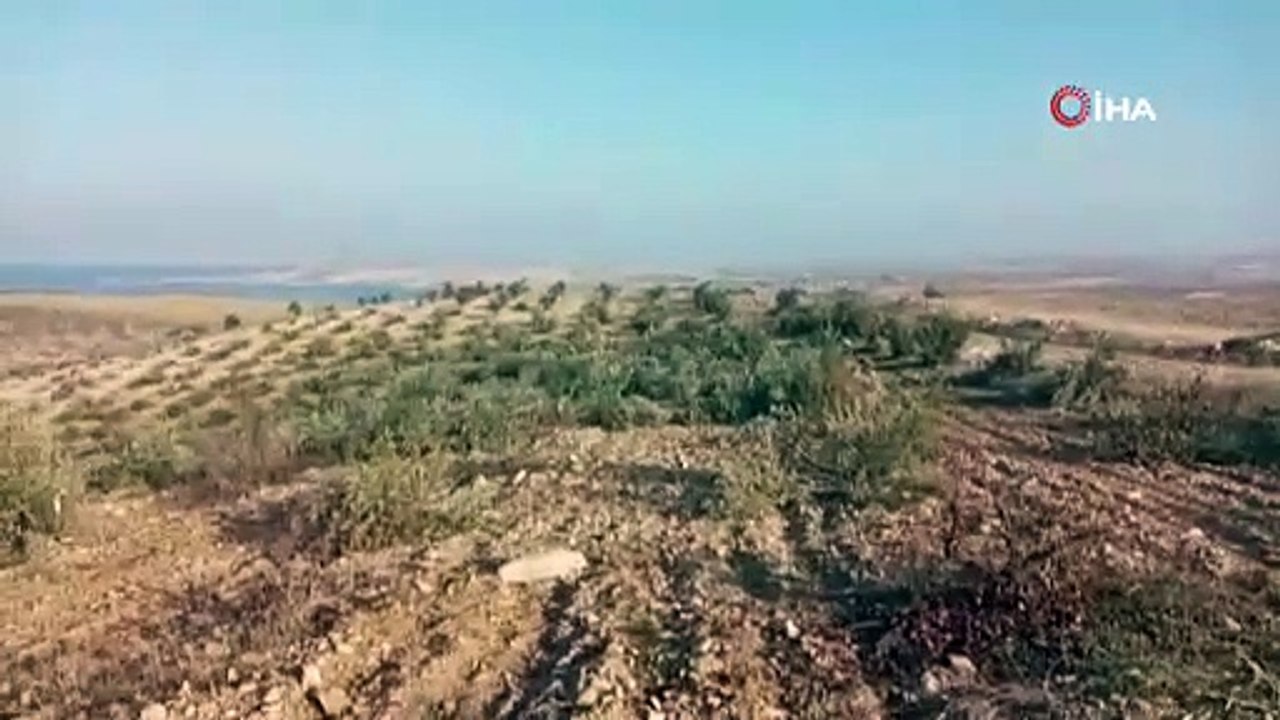 Vicdansızlar zeytin ağaçlarını kesip kaçtı