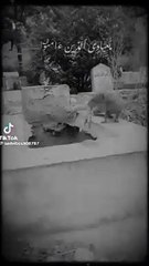 VID-20240608-WA0006