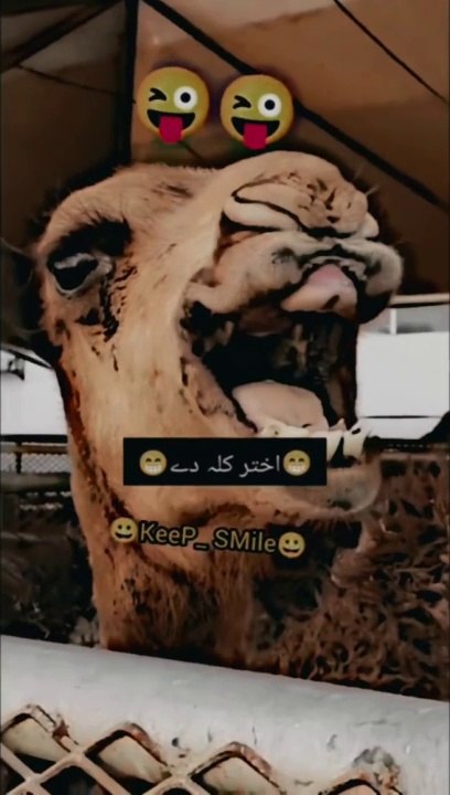 Funny  Akhtar kala di