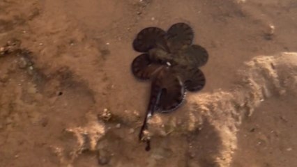 Wags and wonders: Curious canine confronts an eight-legged enigma at foreshore