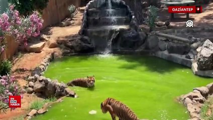 Gaziantep Doğal Yaşam Parkı'nın sakinleri buzlu kokteyl ile serinliyor