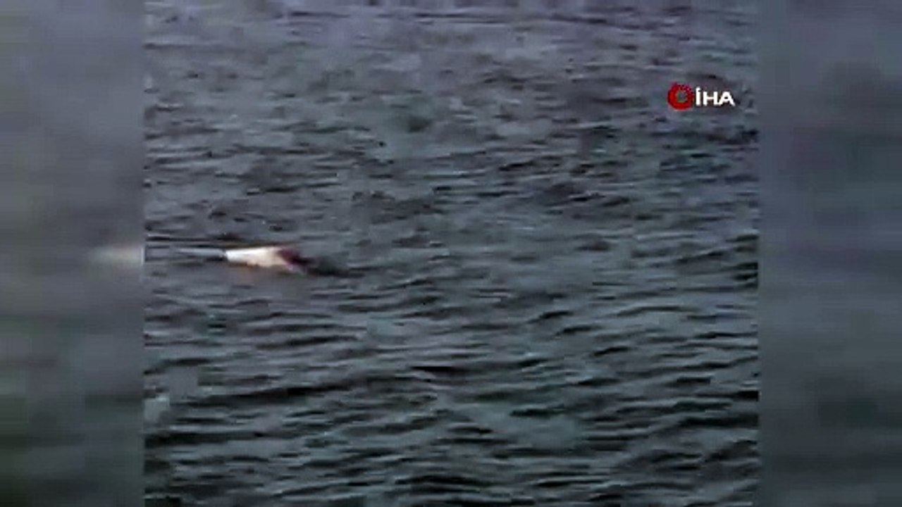 Hatay’da Akdeniz foku görüldü