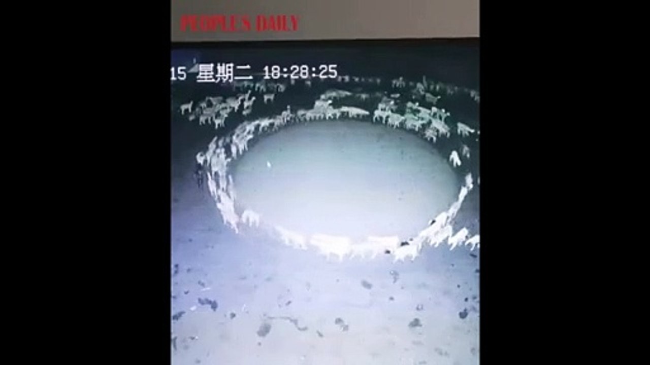 12 gün boyunca durmadan dönen koyunların sırrı çözüldü
