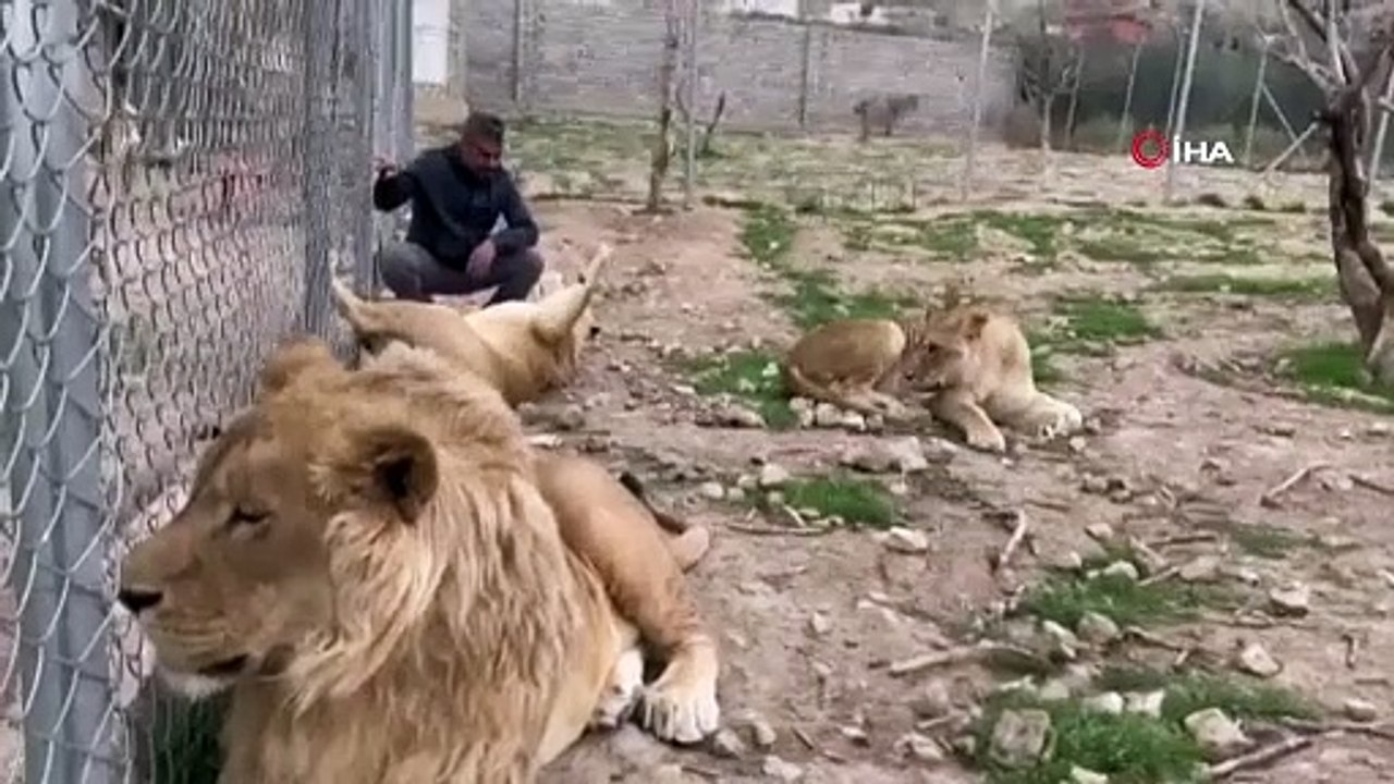 Diyarbakırlı Ahmet aslan ve kaplanla güreşti