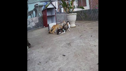 TRY NOT TO LAUGH  Best Funny Videos compilation Of The Month