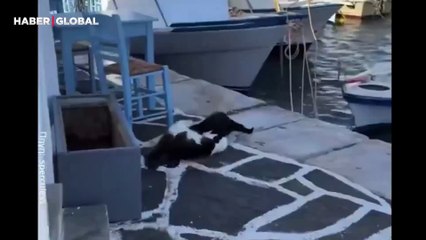Kavgaya tutuşan kedilerin denize düştüğü anlar güldürdü