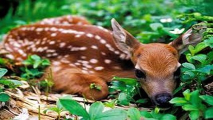 Pr. David Gates: La Verdadera Educación Cristiana / True  Christian Education