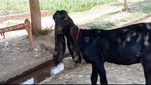 Amritsaribeetal #Nagrabeauty #goatbusinessinpakistan #boergoats #teddygoats