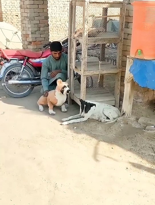 Prank#-with#-Dog
