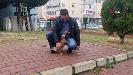 Köpek yerine ördek dolaştırıyor