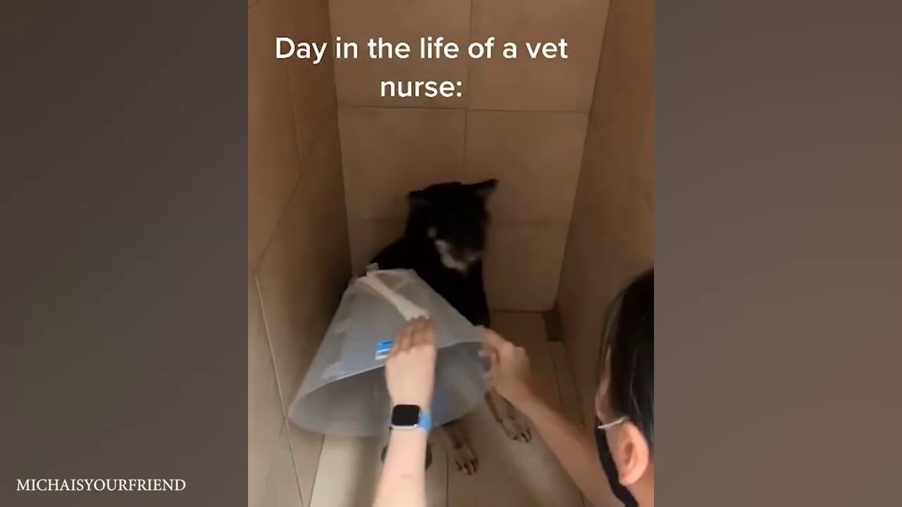 When Brave Dogs Reaction They Are Going To The Vet  Funniest Dog Reaction