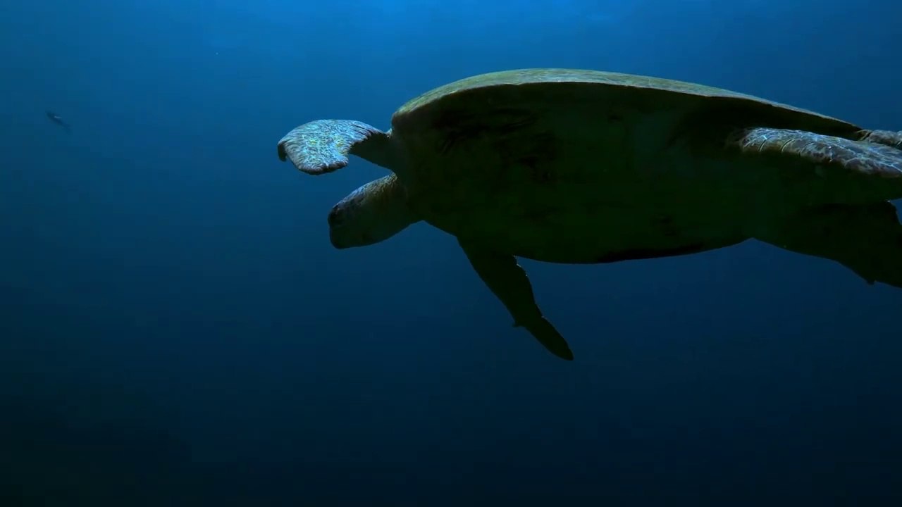 Diving Philippines