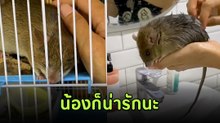 เอ็นดูตัวเล็ก จากหนูบ้านเป็นหนูเลี้ยงที่อ้วนกลมตัวสะอาด