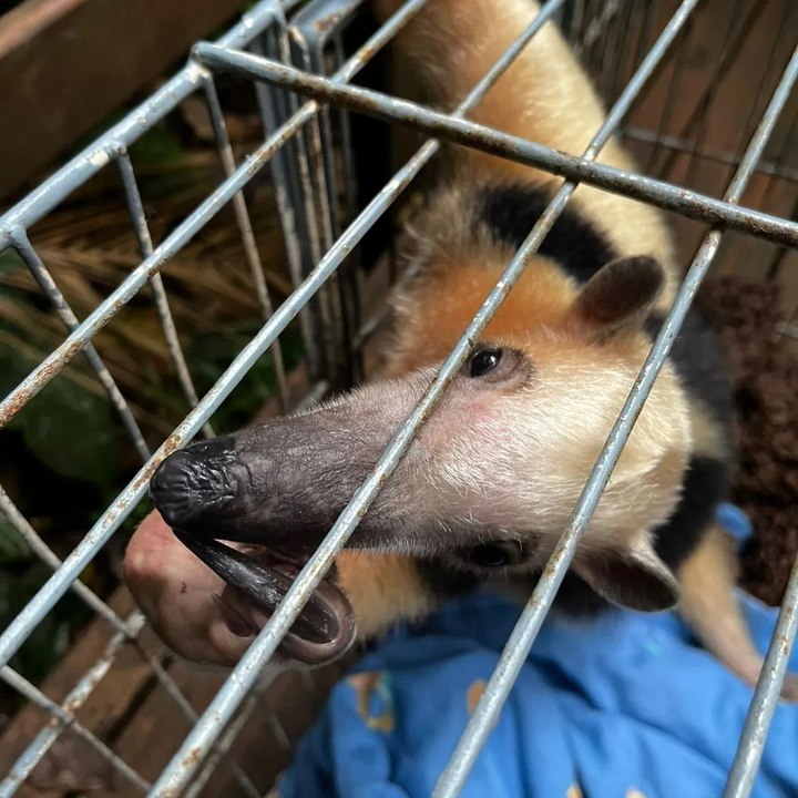 Tamanduá mirim resgatado pela Polícia Ambiental volta ao seu habitat no Dia do Meio Ambiente