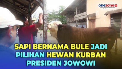 Penampakan Sapi Presiden Jokowi Seberat 1,1 Ton untuk Kurban di Palembang