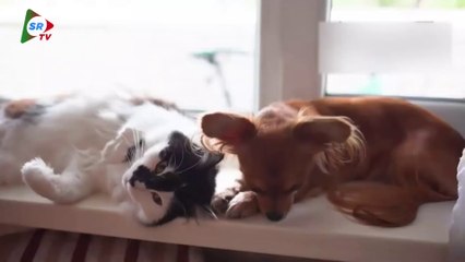 THE OWNER's PET TIGER SWALLOWED THEM WHOLE || SAVIOR TV