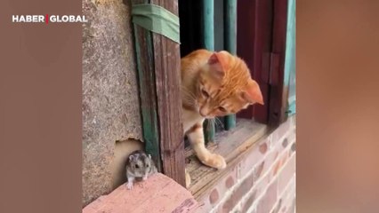 Herkes fareyi yiyeceğini sandı ama kedinin asıl isteği güvenlik kamerasına yansıdı