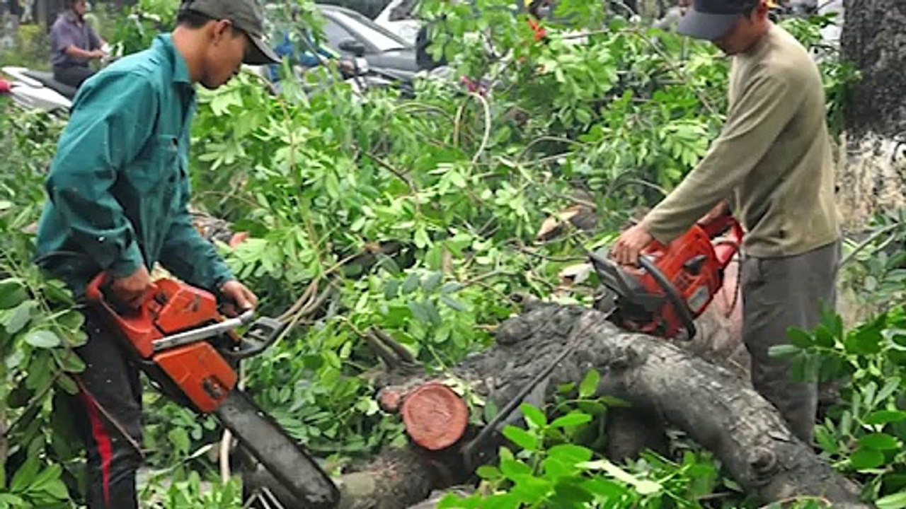 Một "Rừng" Người - Một Đời Cây | Nhạc Trắng 10