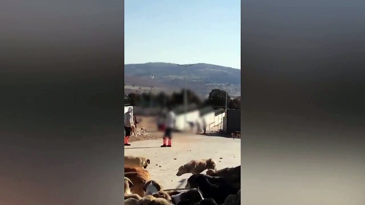 Ünlü isimler Konya'daki hayvan barınağındaki vahşete tepki gösterdi