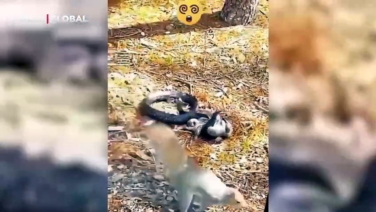 Yavrusu için kendini yılana feda eden anne sincabın görüntüleri ağlattı