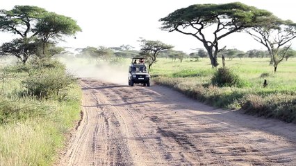Game drive Safari in Tanzania