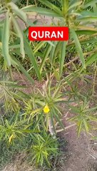 Surah Ahqaf Ayat 15 Quran Urdu Translation Tilawat E Quran