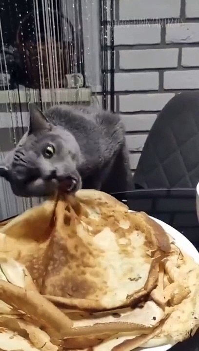 Funny cats