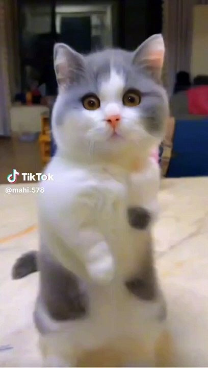 Funny  video