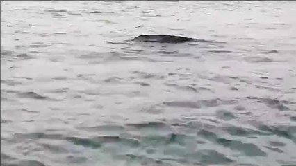 Vídeo mostra resgate de tartaruga ao largo da praia da ilha do Farol