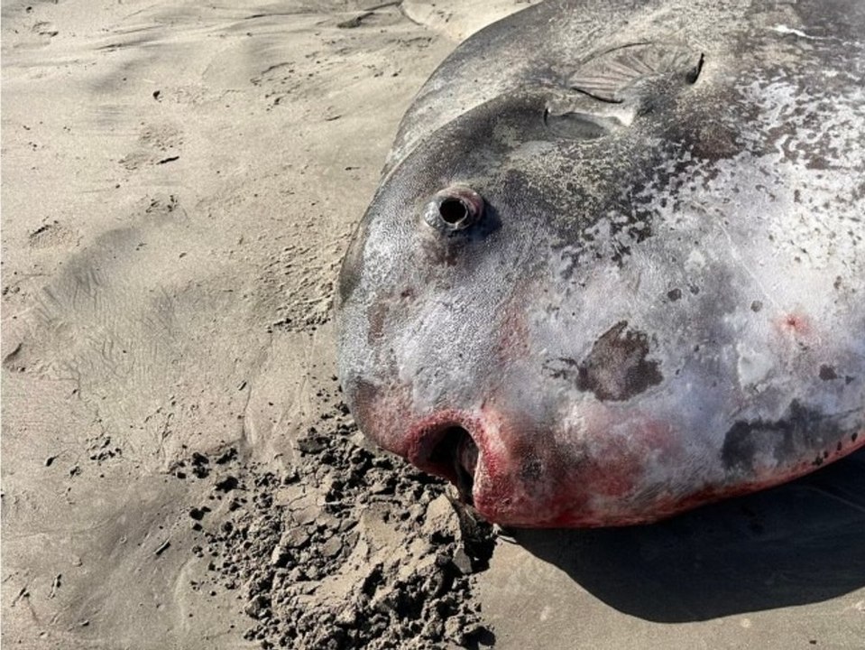 Seltener mondfisch an strand entdeckt