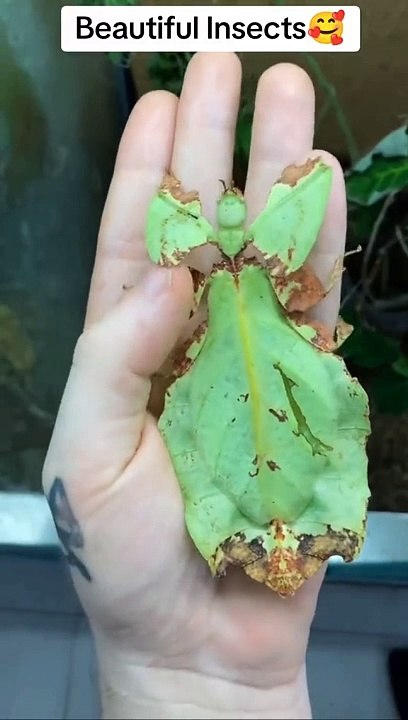 Beautiful insects vedio quran recitation