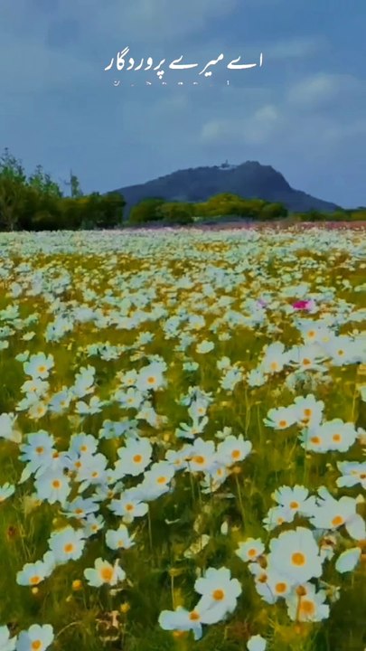 Dua #Islamic content #alquran#slamic shorts,naat,qawal