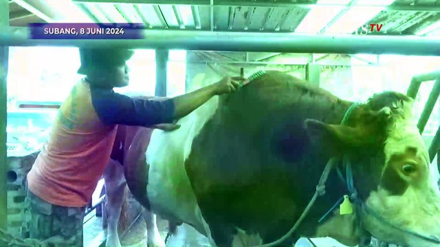 Penampakan 2 Sapi Kurban Presiden Jokowi dari Riau dan Subang Jelang Iduladha