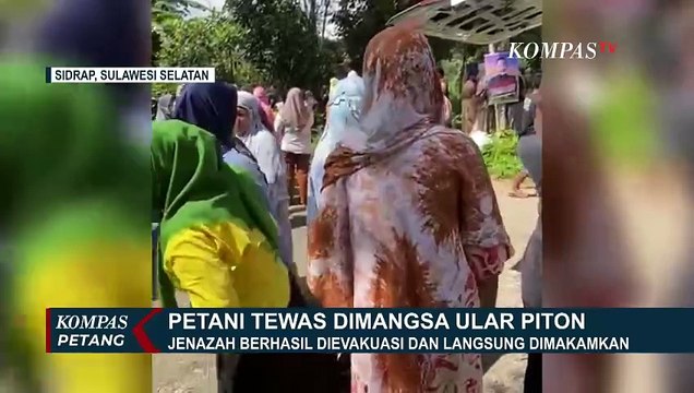 Petani Tewas Dimangsa Ular Piton Sepanjang 6 Meter di Sidrap, Sulsel