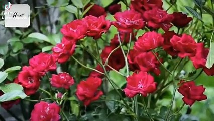Jiger Muradabadi Poetry