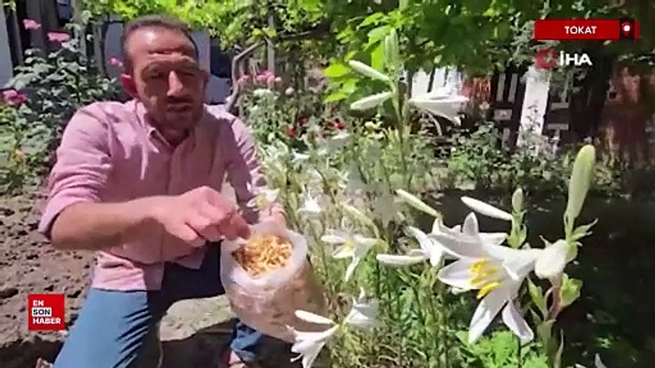 Akzambak çiçeğinin faydaları saymakla bitmiyor