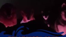 夜晚醒来，看到夜灯下的4条狗狗。害怕吗？Saw four dogs in the nightlight. Are you scared?