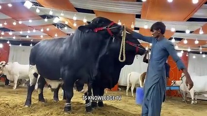 Biggest Black Bulls of 2023 ll Marjan Cattle Farm _cattle _mandi _biggest_bull _bakra_mandi _qurbani(360P)