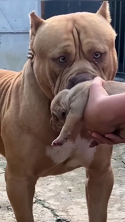 don't touch my baby...#angry #pitbull ...#viral...