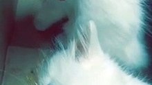 Cute cats