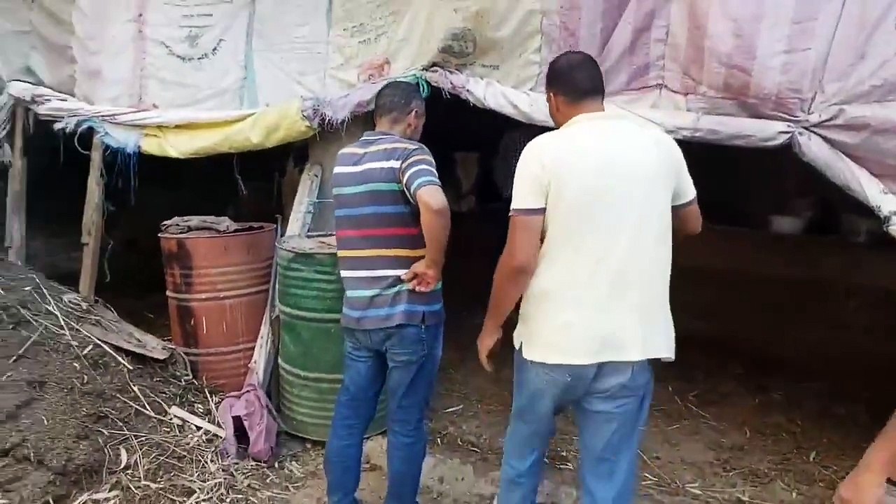 هروب عجل العيد و دمر المكان ! .. عيد الاضحي ٢٠٢٠_HD