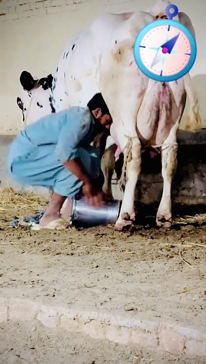 Cow fun