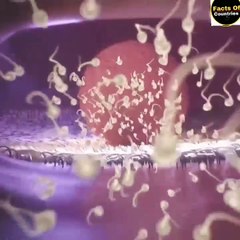 How does a woman become a child | How is a baby born?